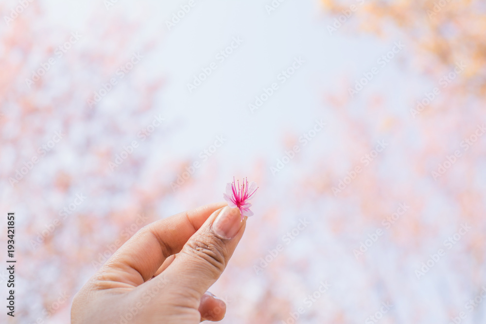 Hand holding beautiful Himalayan blossom on Phu lom lo Thailand,soft focus Hand holding beautiful Himalayan blossom on Phu lom lo Thailand,soft focus