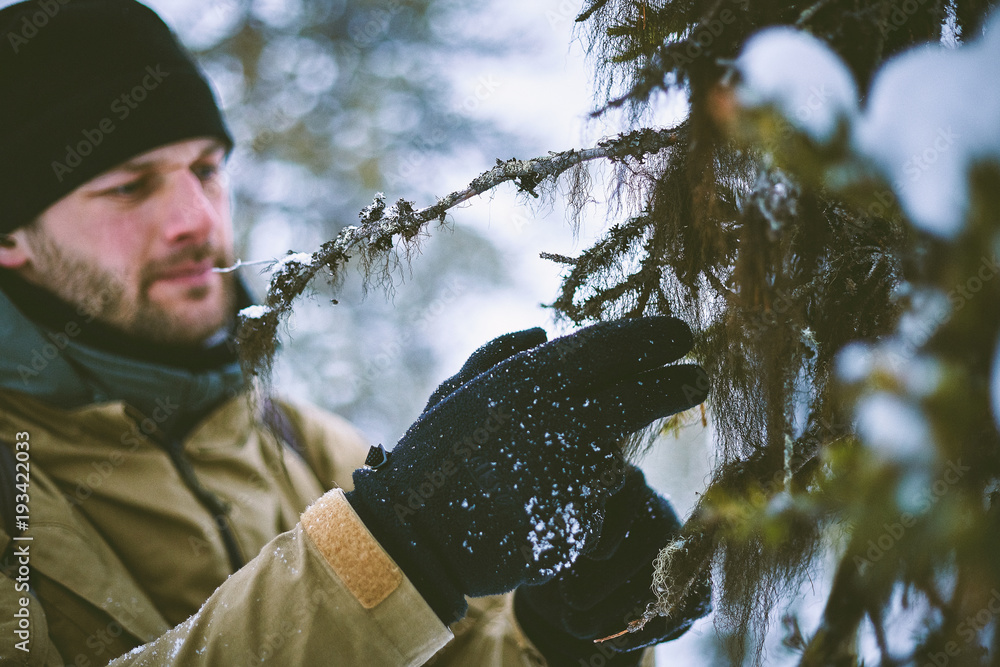 A young man in winter clothes collects lichen from the branches of spruce in the winter forest