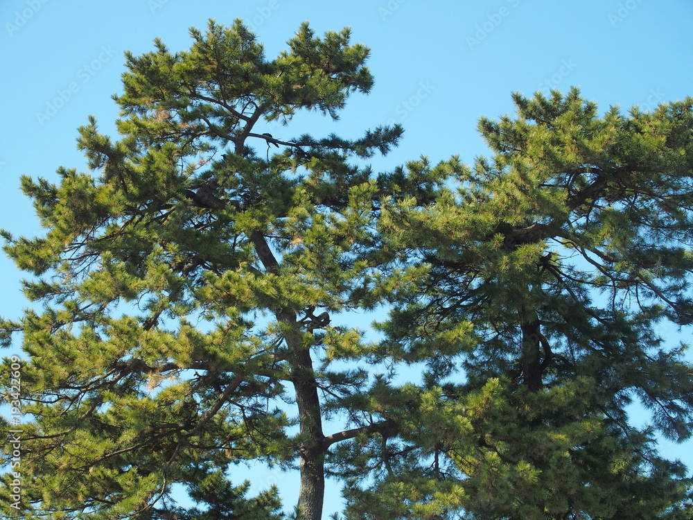 Obraz premium 青空と黒松