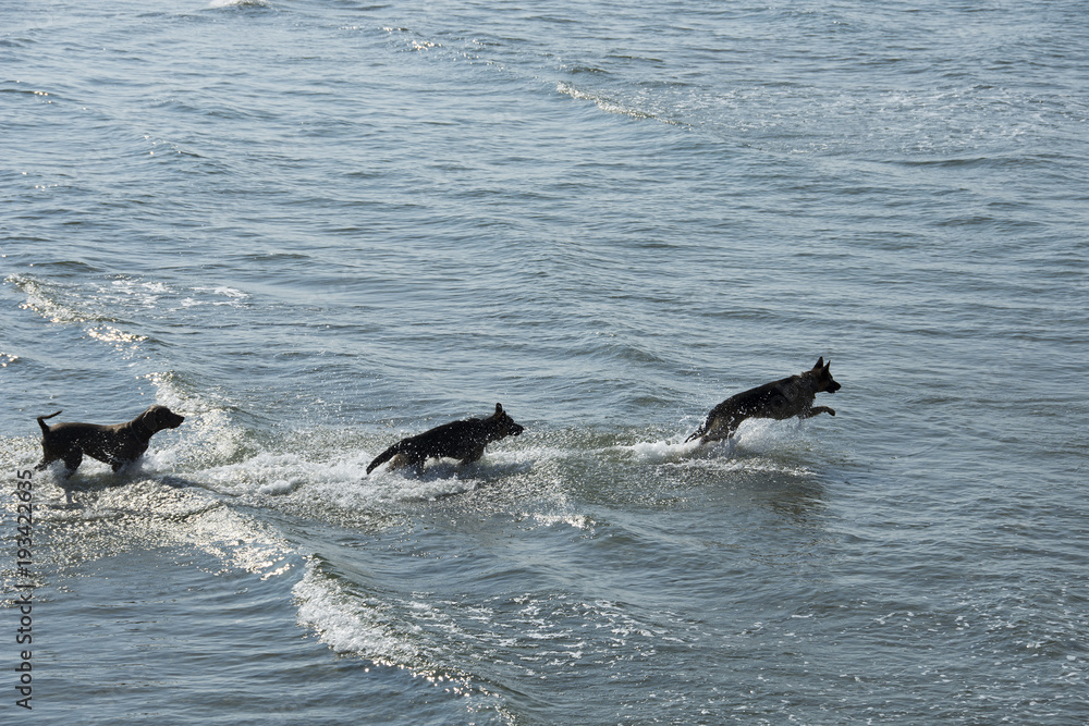 Fototapeta premium CANI FELICI