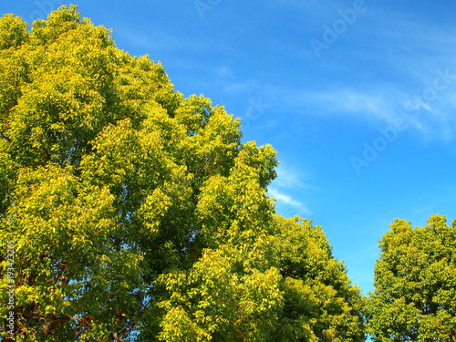 青空と楠木