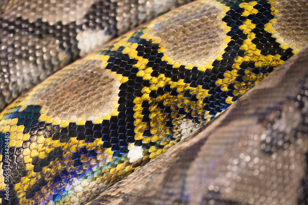 Obraz premium Yellow, brown, and black snake texture