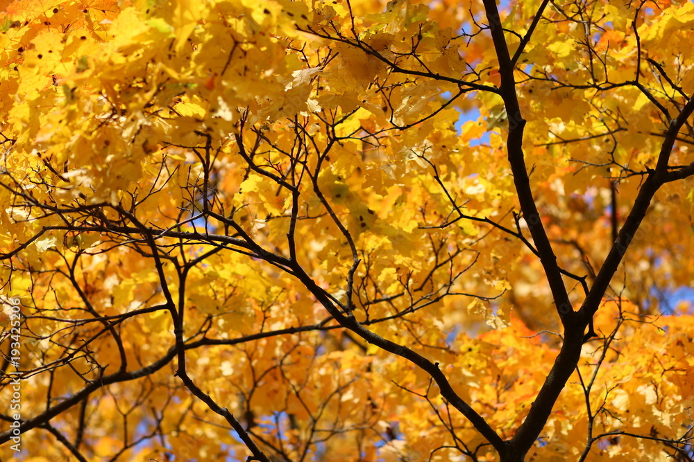 Yellow tree Yellow tree