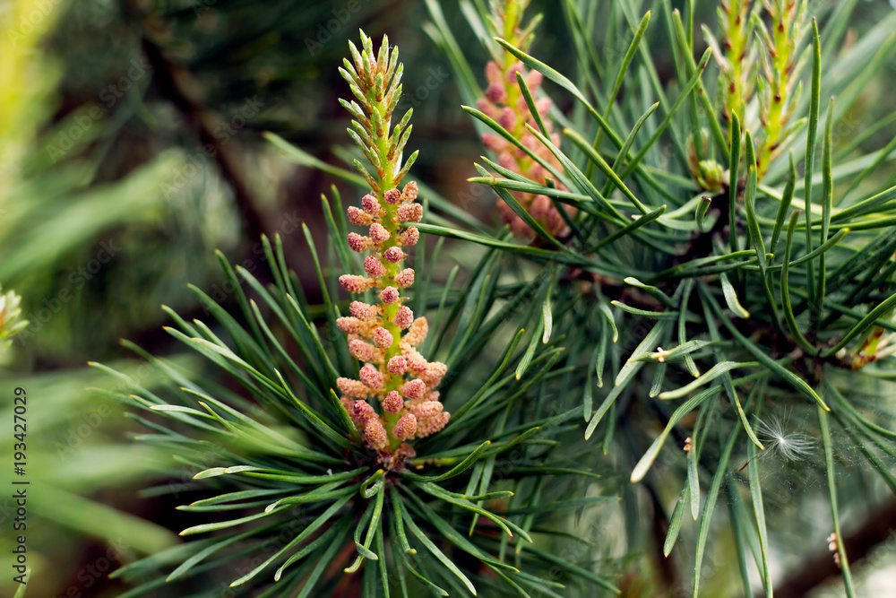 A pine branch with cones A pine branch with cones