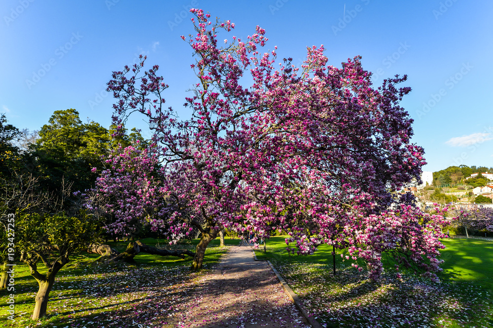 Fototapeta premium Early Spring in Vigo