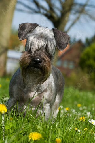 Cesky Terrier steht in einer Blumenwiese