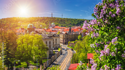 Photography The blooming bush of lilac against historical Old Town of Prague, Czech Republic