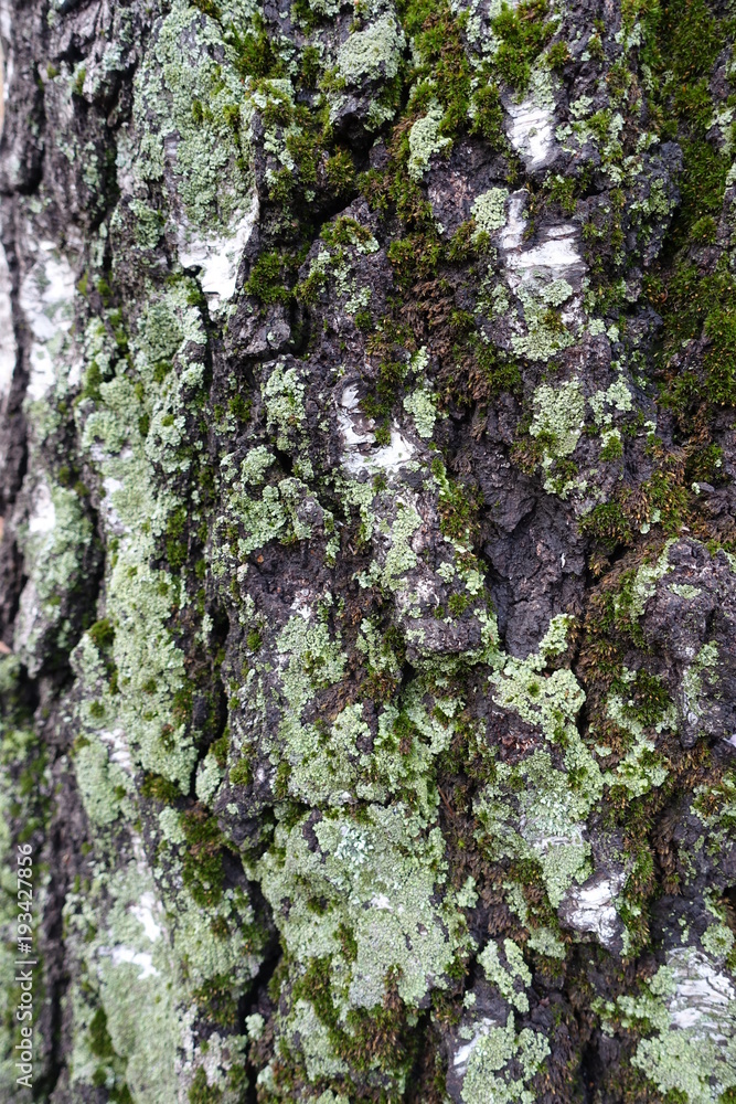 Moss and lichen on white birch bark
