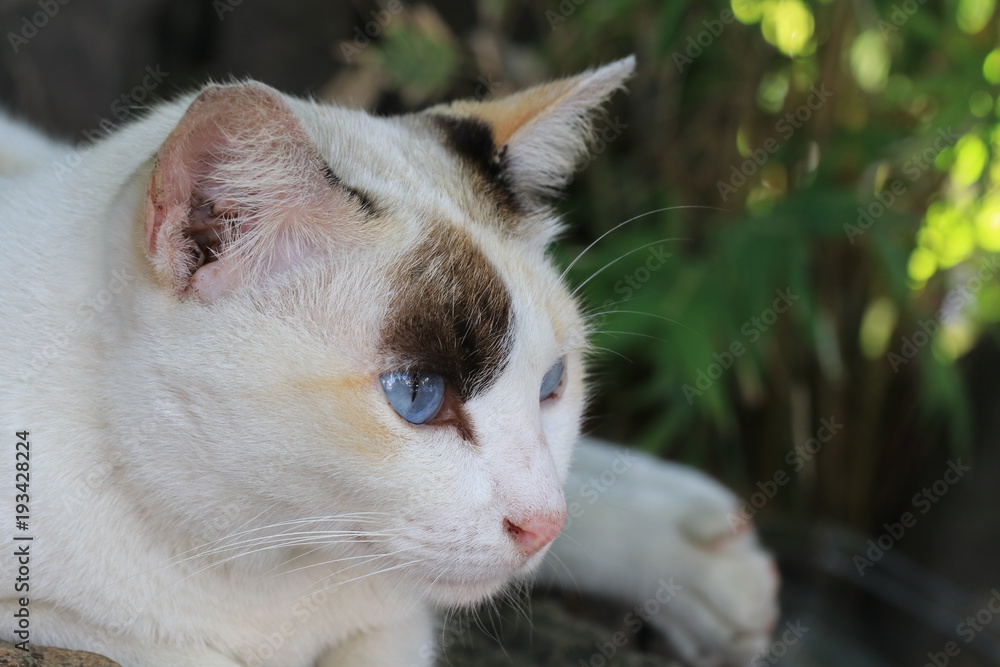Close up blue eyes of three color cat lying on the ground