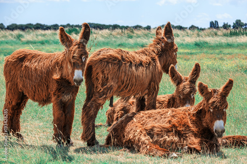 Shaggy Poitou donkeys in a green pasture by a stream. photo