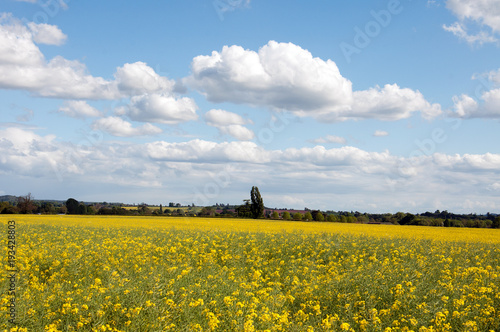 Summertime agricultural landscape in the English countryside.