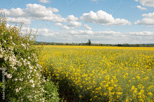 Summertime agricultural landscape in the English countryside.