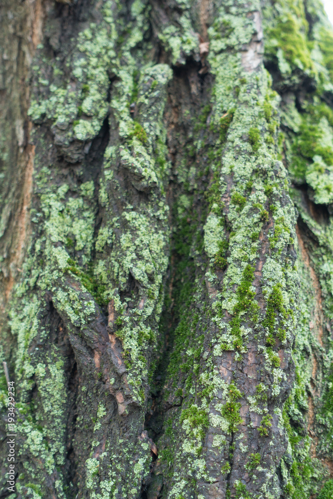 Surface of robinia bark covered with moss and lichen Surface of robinia bark covered with moss and lichen