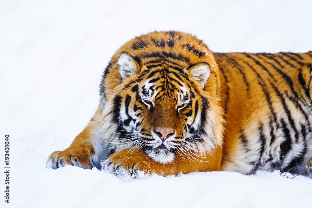 siberian tiger on snow