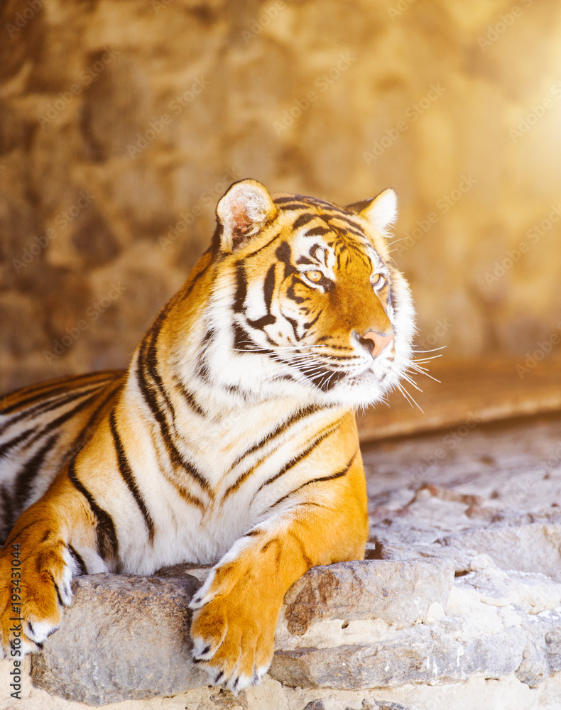Obraz premium siberian tiger on on stones