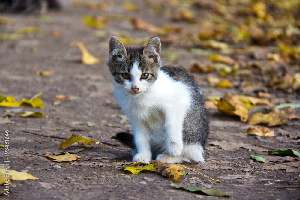 Kitten in Yasnaya Polyana Kitten in Yasnaya Polyana