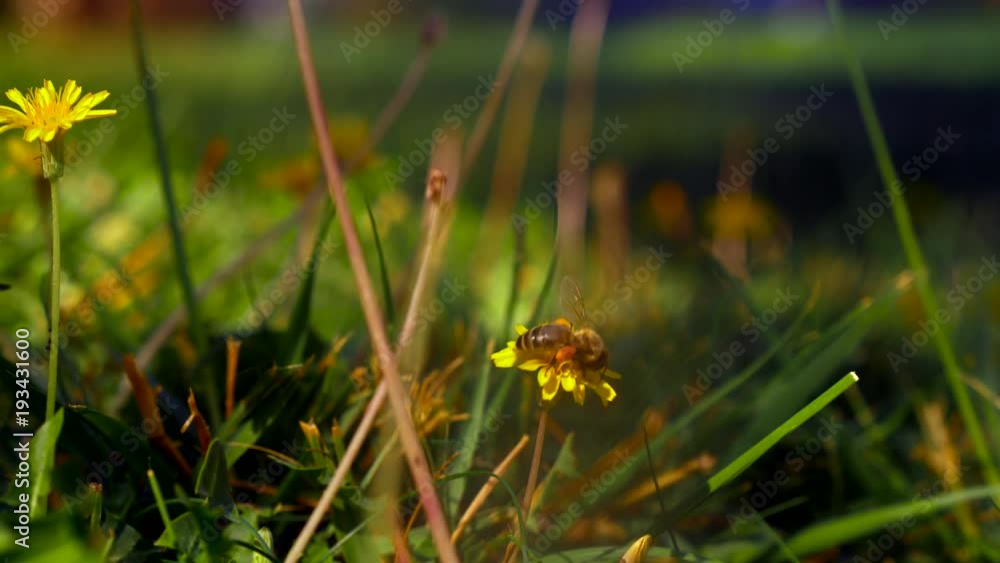 Close-up slow motion shot of a bee flying from one yellow dandelion to another and gathering blossom dust