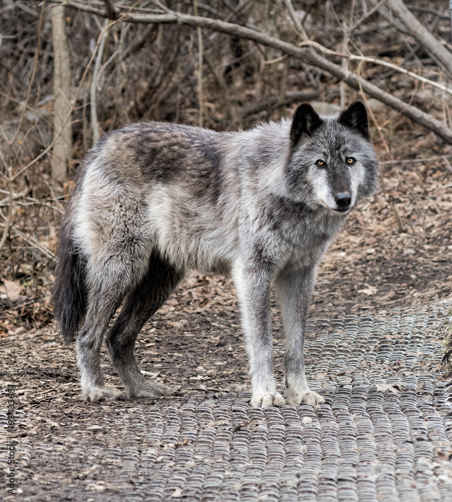 Fototapeta premium Rocky Mountain Gray Wolf