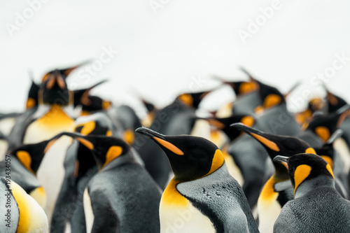 An adult King Penguin in a big group with the distinctive yellow orange markings in a rookery at Volunteer Point, Falkland Islands