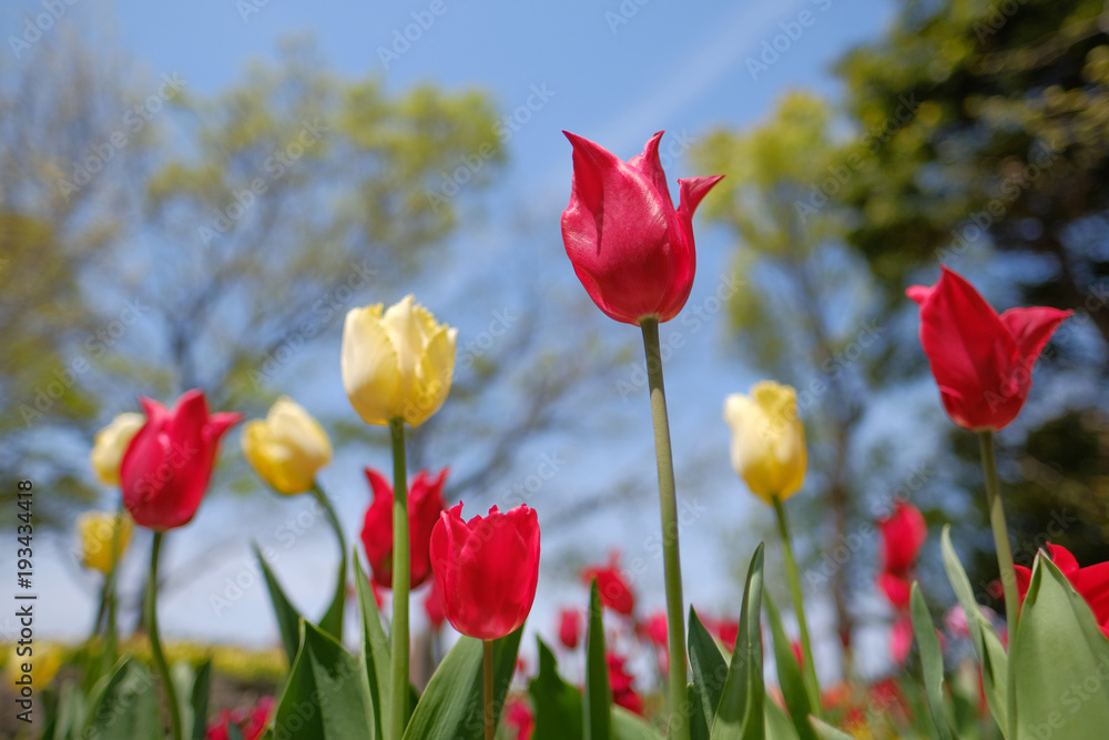 Fototapeta premium チューリップ