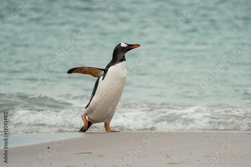 Adult Gentoo penguin after coming ashore from a days fishing as it stands on the beach on Carcass Island  Falkland Islands