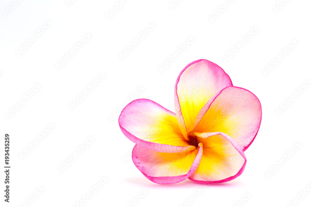Naklejka premium Isolated image of plumeria flowers with white, pink and yellow colours in white background