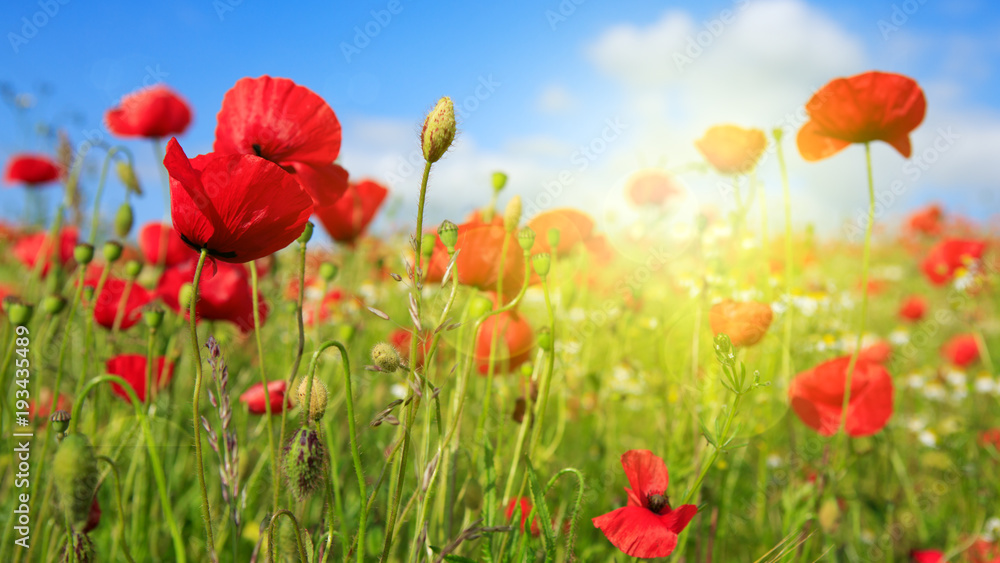 Poppies field in rays sun. Poppies field in rays sun.