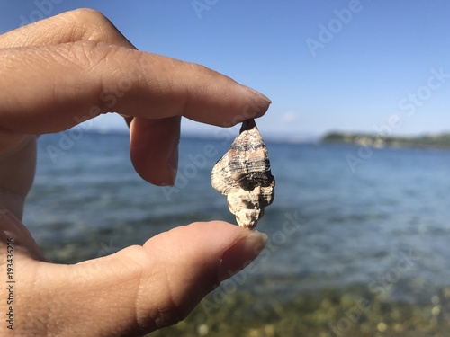 Seachell