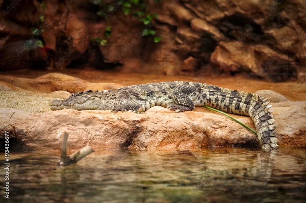 Alligator resting on the stone in aquarium park Alligator resting on the stone in aquarium park