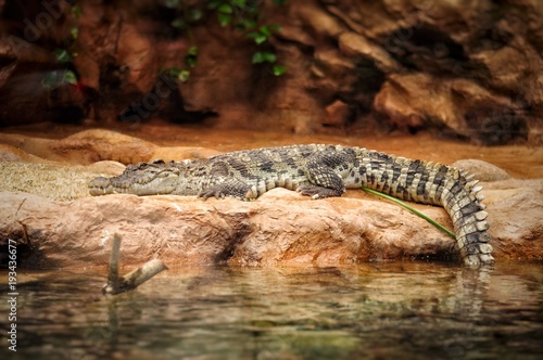 Alligator resting on the stone in aquarium park