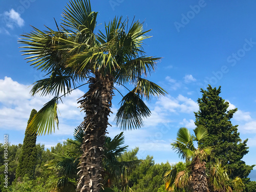 Palm