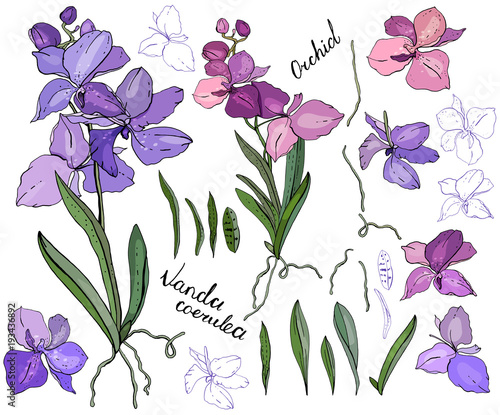 Isolated orchid vanda on white. Different color, elements for floral season design