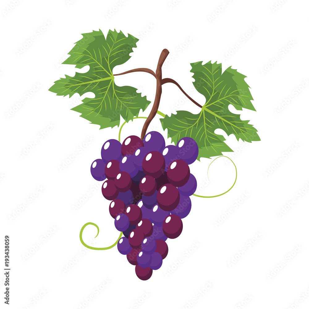 Obraz premium Grapes fruit symbol icon vector illustration graphic design