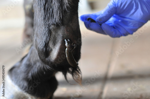 Blutegelbehandlung beim Pferd, Tierarzt setzt 3. Blutegel an das Fesselgelenk eines Pferdes photo