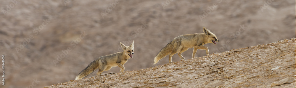 Couple of Rüppell's foxes at the White Desert national park