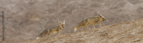Couple of Rüppell's foxes at the White Desert national park