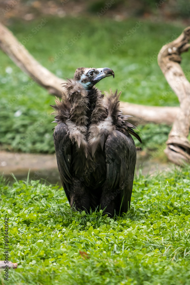 Fototapeta premium Vulture looking side for the prey, standing