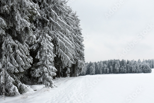 Winterwald im Waldviertel