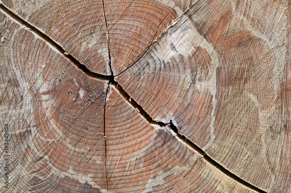 Fototapeta premium HOLZ