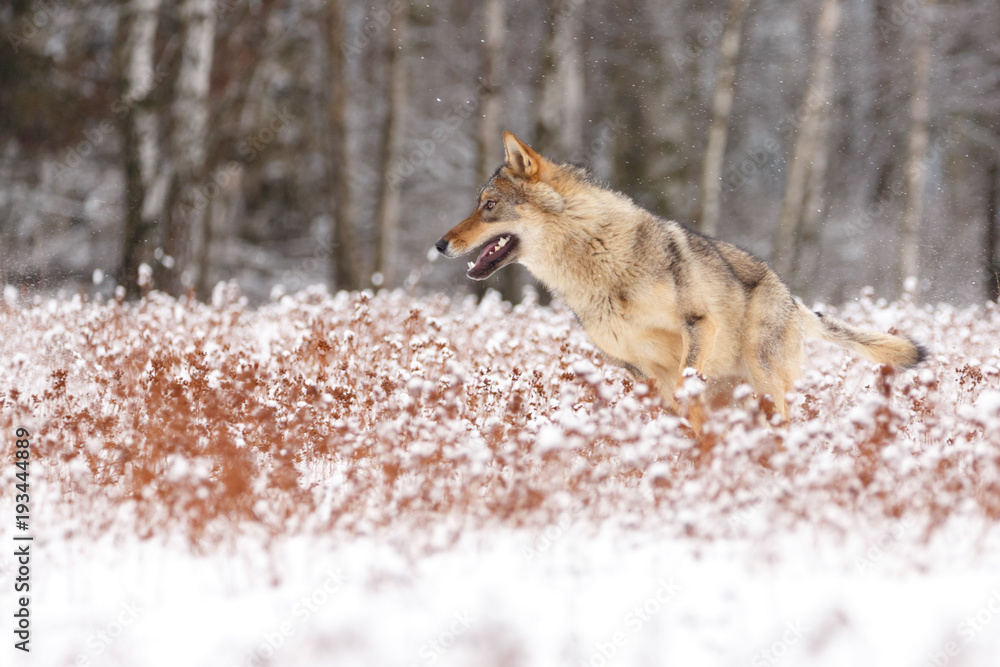 Fototapeta premium Wolf