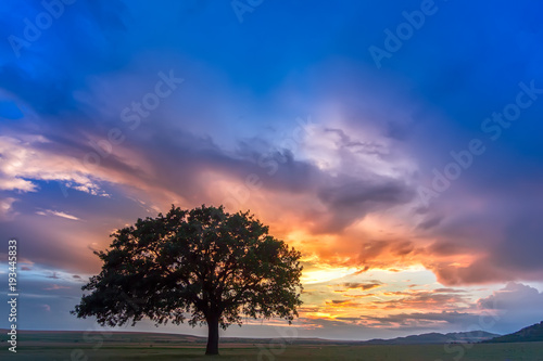 Beautiful sunset with a lonely tree in a field, the setting sun shining through branches and clouds, Dobrogea, Romania