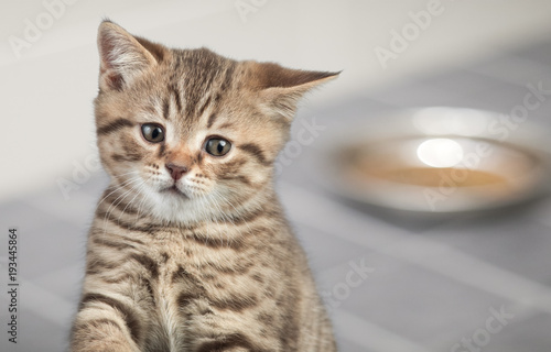 Sad young cat sitting near food bowl