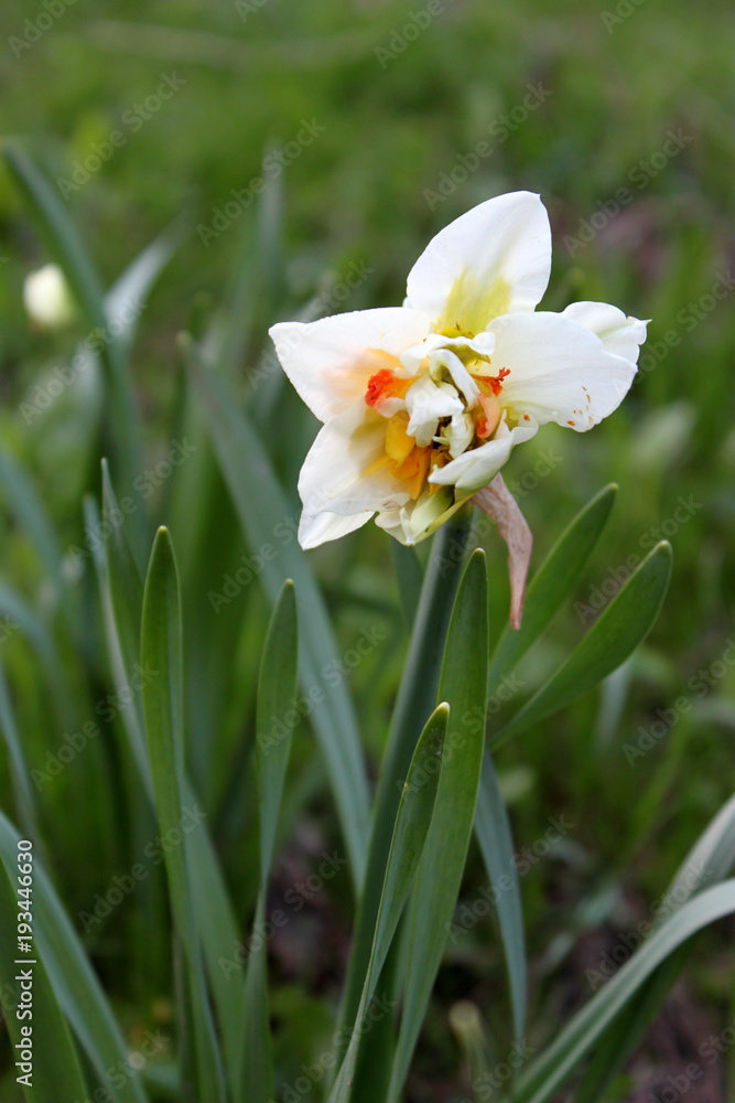 Narcissus flower blooming in the garden in spring Narcissus flower blooming in the garden in spring