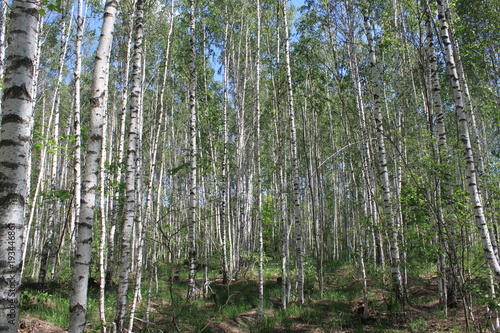 Birch tree forest in early spring