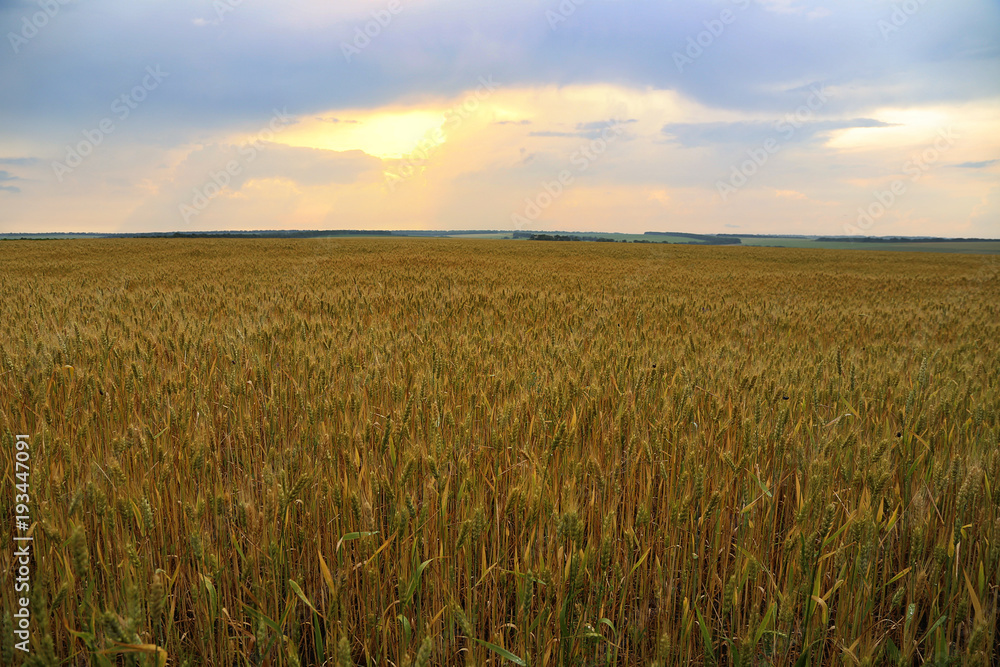 Wheat yellow field after the rain with sun and heavy louds grey sky