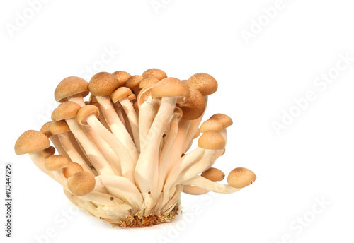 brown beech mushroom isolated on white