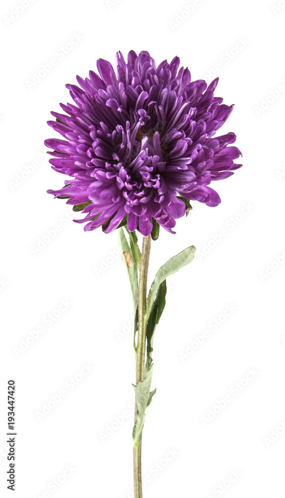 purple aster isolated on white background