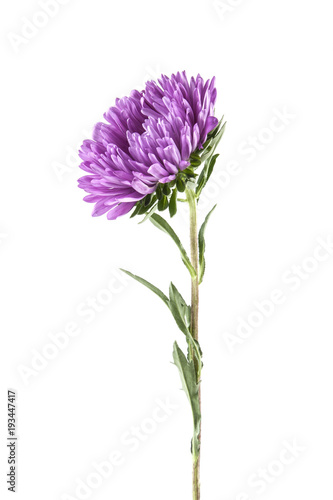 purple aster isolated on white background