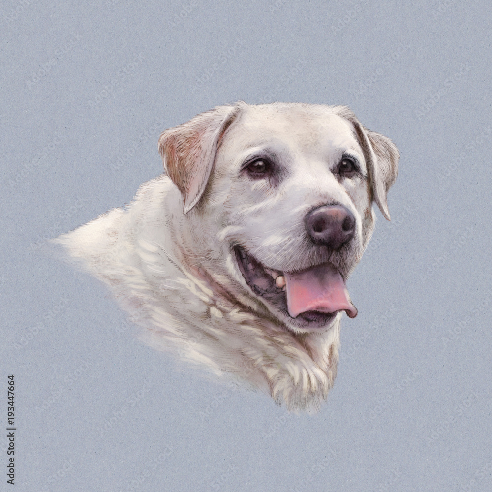 Obraz premium Portrait of Great Pyrenees. Pyrenean mountain dog isolated on the gray background. Art Animal collection: Giant Dog Breeds. Hand Painted Illustration of Pet. Good for banner, T-shirt, card