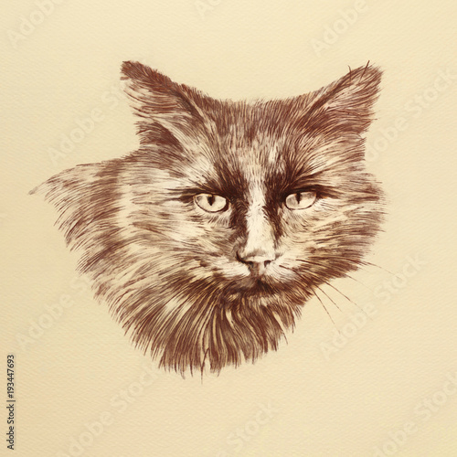 Cat Face. Realistic pastel drawing of a brown cat looking at camera. Good for print T-shirt. Animal collection. Hand painted illustration. Design template. Art background, banner, cover for pet shop